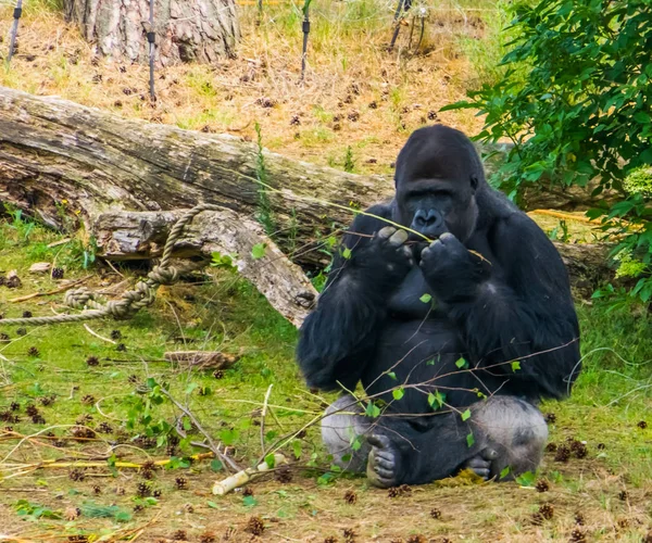 西部低地大猩猩，在特写中咀嚼着树枝，是非洲濒临绝种的动物物种 — 图库照片