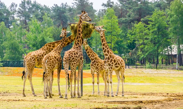 Groep van Nubische giraffen het eten van hooi uit een toren mand, dierentuin dierenvoeding, ernstig bedreigde dier specie uit Afrika — Stockfoto
