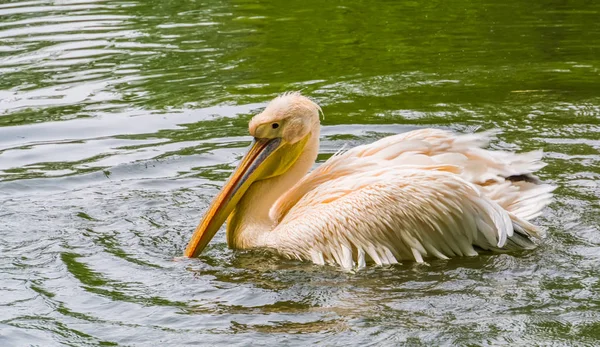 Рожевий пелікан, плаваючих у воді в крупним планом, красивий і загальний водної породи птахів з Євразії — стокове фото