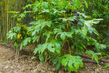 Fatsia plant bearing black berries in a tropical garden, Fruiting plant from Asia, ornamental garden plants clipart