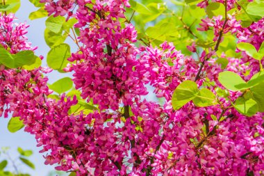 ilkbaharda makro closeup çiçekli judas ağacı, canlı pembe çiçekler, popüler dekoratif ağaç specie