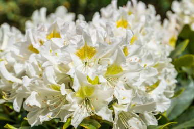makro closeup güzel beyaz rhododendron çiçekler, Asya'dan popüler bitki specie