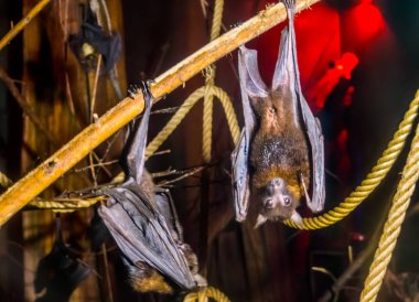 bir dalda baş aşağı asılı iki lyle uçan tilki yakın çekim, gece cadılar bayramı hayvanlar, Asya'dan popüler yarasa specie