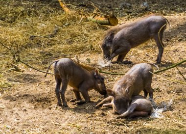 birlikte oynayan çocuk ortak yaban domuzu grubu, Afrika'dan tropikal vahşi domuz yavrusu