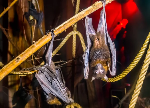 Zbliżenie dwóch Lyle latania Lisy wiszące do góry nogami na oddział, nocne Halloween zwierząt, popularny nietoperz z Azji — Zdjęcie stockowe