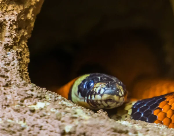 Az arca egy pueblan tej kígyó a closeup, trópusi kígyó Mexikóból, népszerű egzotikus hüllő — Stock Fotó