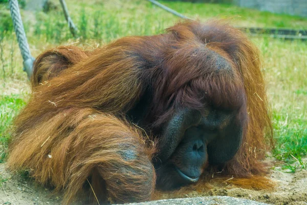 Primer plano de un orangután borneano, gran mono de Asia, especie animal en peligro crítico —  Fotos de Stock