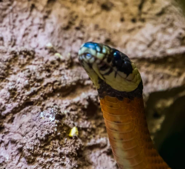 Close-up do rosto de uma cobra de leite pueblan, serpente tropical colorido do México, espécie de réptil exótico popular — Fotografia de Stock