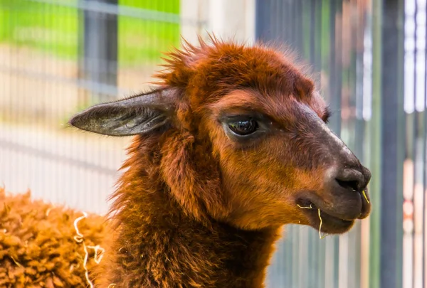 Söt närbild av ansiktet på en brun alpacka, populärt husdjur på Animal Farm, tropiska djur specie från Amerika — Stockfoto