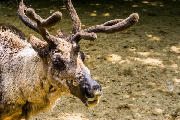 Gros plan du visage d'un renne, animal de Noël populaire d'Europe et d'Amérique, Espèce d'animal vulnérable — Photo