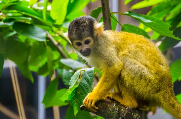 Primer plano de un mono ardilla común sentado en un árbol, linda especie de primates pequeños de América — Foto de Stock