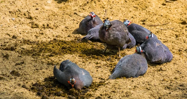family of helmeted guineafowl birds sitting together in the sand, tropical bird specie from Africa