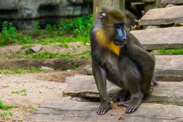 Primer plano de un mono mandril arañando su trasero, primate tropical con una cara colorida, especie animal vulnerable de Camerún, África — Foto de Stock