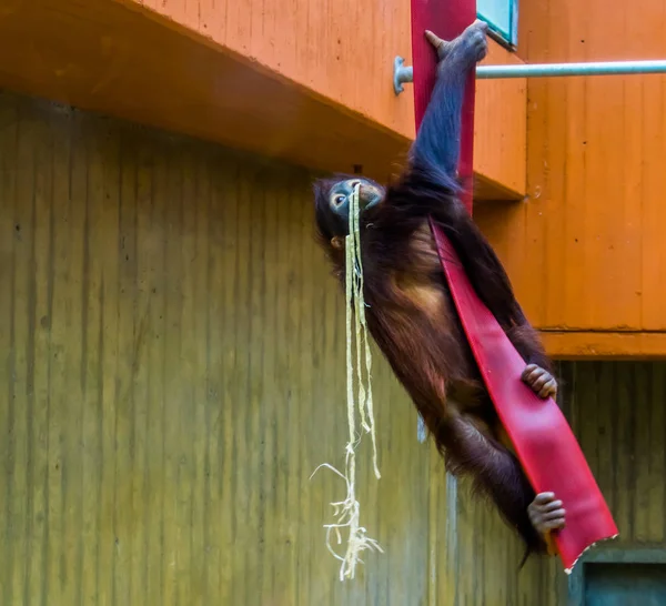 Борнейский орангутанг, взбирающийся по веревке, типичное поведение животных, виды животных из Азии, находящиеся под угрозой исчезновения — стоковое фото