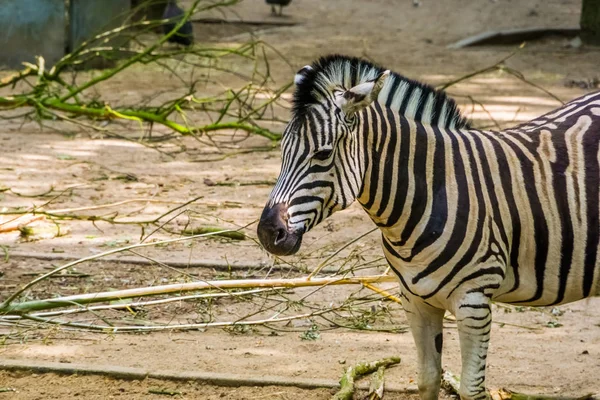 Burchells Zebra arcát a closeup, közös trópusi ló Specie Afrikából — Stock Fotó