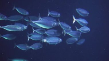 su altında birlikte yüzen atlantik uskumru sürüsünün yakın çekim, Atlantik Okyanusu'ndan popüler balık specie