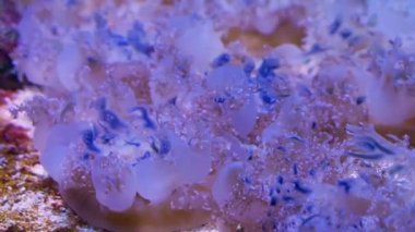 Yakın çekimde baş aşağı denizanaları, Atlantik Okyanusu'ndan tropikal spektrum ve Karayip Denizi, kültür balıkçılığında popüler denizanaları