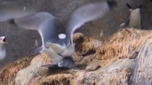 Black Legged Kittiwake Group Seagulls Fighting Aggressive Bird Behavior Threatened — Stock Video