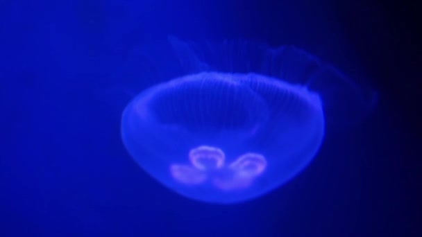 水中を泳ぐ一般的な月ゼリー魚のクローズアップ 青色光効果の背景 — ストック動画