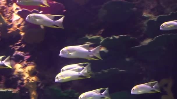 水の下で泳ぐ青い縞模様のスナッパーの浅瀬 養殖で人気の熱帯魚の種 — ストック動画