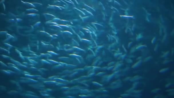 Big School Fishes Swimming Circles Water Marine Life Background Large — Stock Video