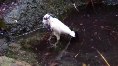 suda bir banyo alarak kendini temizleyen bir bali myna yakın çekim, Bali kritik tehlike altındaki kuş specie, Endonezya