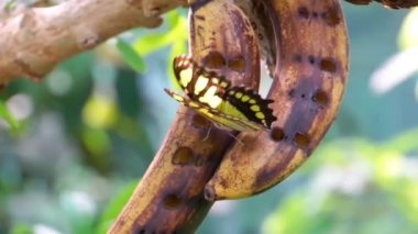 güzel ve renkli kanatları, Amerika'dan tropikal böcek specie ortaya çıkan bir malachite kelebek makro closeup