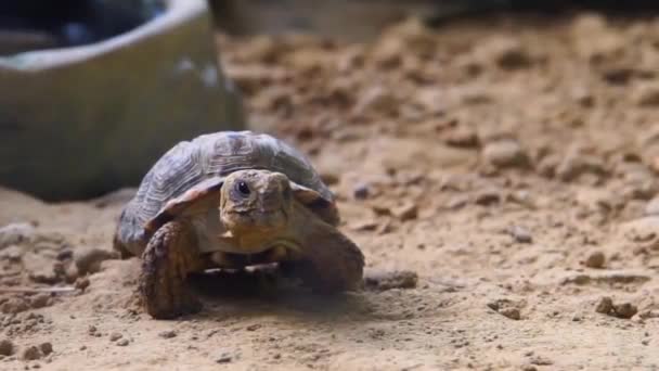 Closeup Speckled Cape Tortoise Walking Sand Endangered Tropical Turtle Specie — Stock Video