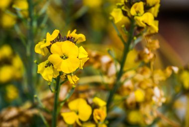 macro closeup of a cluster of yellow wallflowers in bloom, popular cultivated garden plant from Europe, nature background clipart