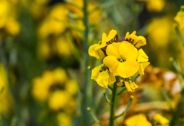 çiçek sarı bir wallflower makro yakın çekim, Avrupa'dan popüler ekili bahçe bitkisi, doğa arka plan