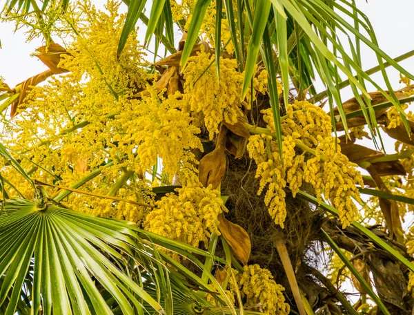 Крупним планом жовта квітка в цвітіння на пальмовому дереві, популярне тропічне дерево саду, фон природи — стокове фото