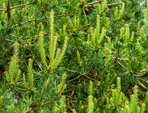 Closeup of a conifer tree with small pine cones, popular evergreen tree, nature background — Stock Photo, Image