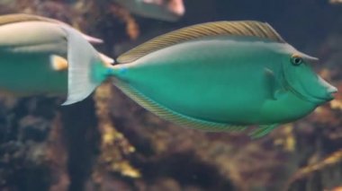 Yakın çekimde Bluespine tek boynuzlu at balığı, popüler akvaryum evcil hayvan, Hint-Pasifik okyanusundan tropikal balık specie