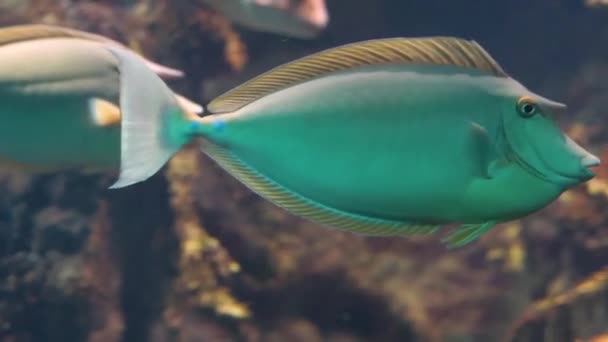 蓝皮独角兽鱼在特写 流行的水族馆宠物 热带鱼规格从印度洋 — 图库视频影像