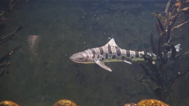 一只豹鲨在水中游泳的特写镜头 美国太平洋沿岸的猎犬 热带鱼的流行 — 图库视频影像