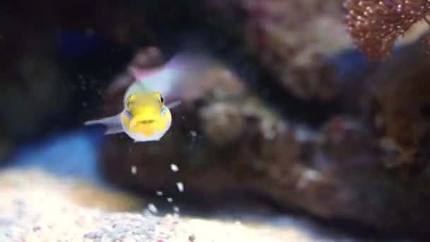 Funny Closeup Blue Band Goby Eating Rocks Tropical Fish Specie — Stock Video