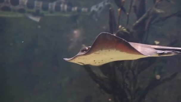 Close Van Een Gemeenschappelijke Stingray Zwemmen Onder Water Populaire Tropische — Stockvideo