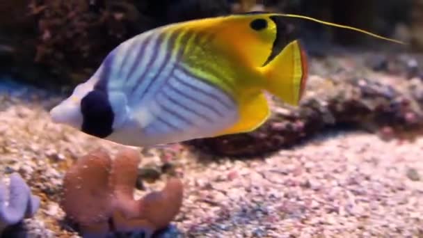 Closeup Threadfin Butterfly Fish Swimming Bottom Aquarium Colorful Tropical Fish — Stock Video