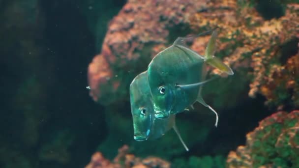 Casal Peixes Lookdown Nadando Juntos Água Engraçado Prata Peixes Planos — Vídeo de Stock