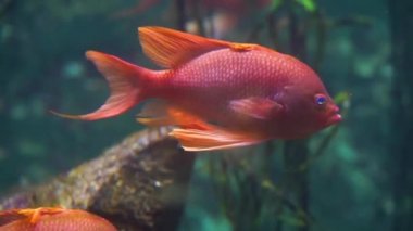 akvaryumda yüzen güzel ve renkli tropikal balık yakın çekim, egzotik balık specie