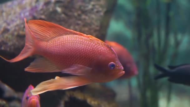 Close Van Een Kleurrijke Oranje Cichlid Vis Maken Een Grappig — Stockvideo
