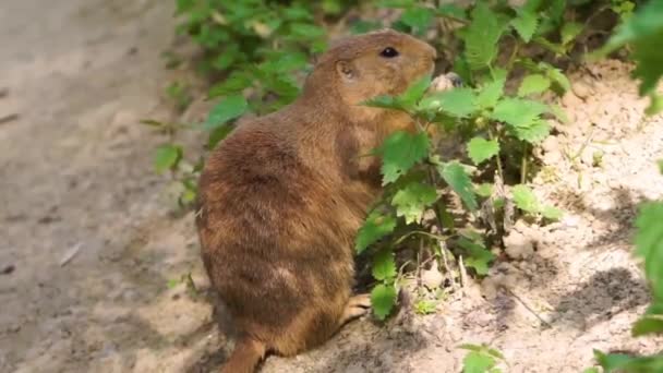 Nahaufnahme Eines Präriehundes Mit Schwarzem Schwanz Der Blätter Von Einigen — Stockvideo