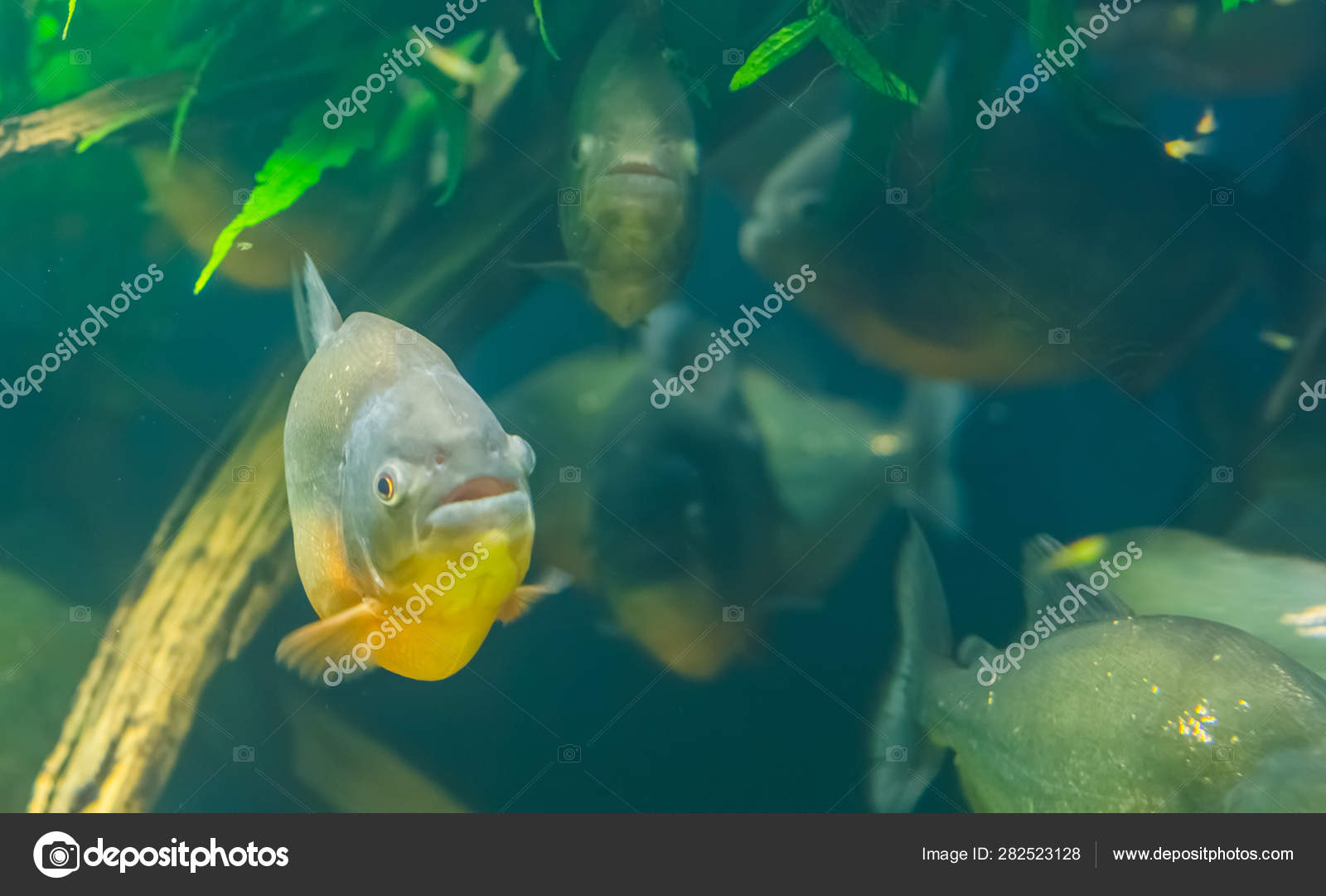 Closeup Of A Red Bellied Piranha With A School Of Piranhas In The Background Tropical Fish Specie From The Amazon Basin Of America Stock Photo Image By C Jaapbleijenberg Closeup Of A Red Bellied Piranha With A School Of Piranhas In The Background Tropical Fish Specie From The Amazon Basin Of America Stock Photo Image By C Jaapbleijenberg