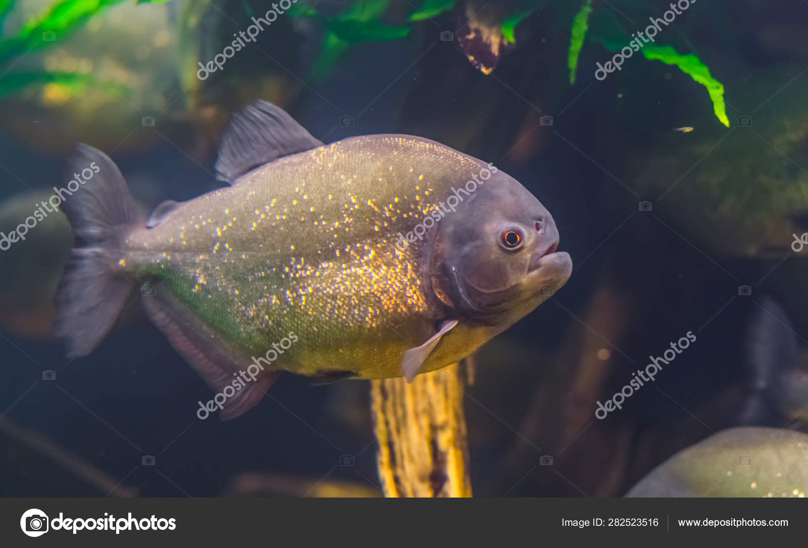 Closeup Portrait Of A Red Bellied Piranha Popular Ornamental Aquarium Pet With Golden Shiny Scales Tropical Fish Specie From The Amazon Basin Of America Stock Photo Image By C Jaapbleijenberg Closeup Portrait Of A Red Bellied Piranha Popular Ornamental Aquarium Pet With Golden Shiny Scales Tropical Fish Specie From The Amazon Basin Of America Stock Photo Image By C Jaapbleijenberg