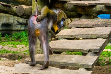 bir mandrill maymun onun alt, savunmasız bir statü ile Kamerun tropikal primat çizilmeye komik closeup