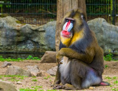 bir mandrill maymun yakın çekim, renkli bir burun ile Büyük primat, Kamerun, Afrika savunmasız hayvan specie