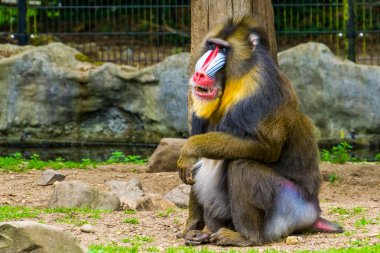 bir mandrill maymun closeup portre dişlerini göstermek, renkli bir yüz ile tropikal primat, Kamerun, Afrika savunmasız hayvan örneği