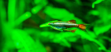 Çin danio yakın çekim, kültür balıkçılığı popüler Akvaryum evcil hayvan, Asya'dan tropikal hayvan specie