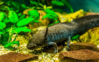 Gri aksolotl yakın çekim, Meksika'dan yürüyen balık, popüler ve kritik tehlike altındaki su semender specie