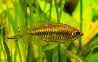 Closeup Batı Afrika Somon, Renkli süs balığı, popüler akvaryum evcil hayvan